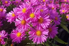 Aster dumosus 'Kassel'