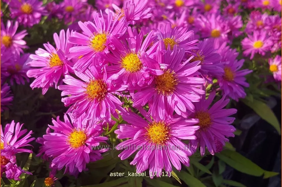 Aster dumosus 'Kassel'