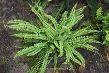 Asplenium trichomanes