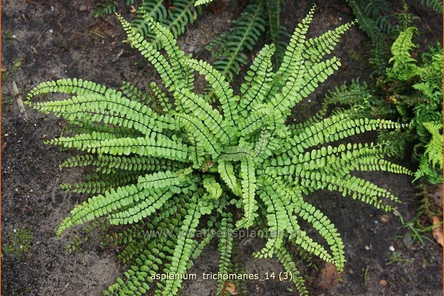 Asplenium trichomanes