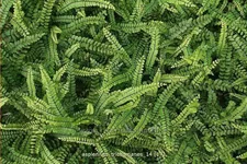 Asplenium trichomanes