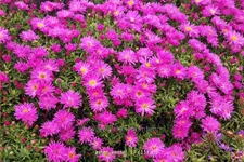 Aster dumosus 'Kassel'