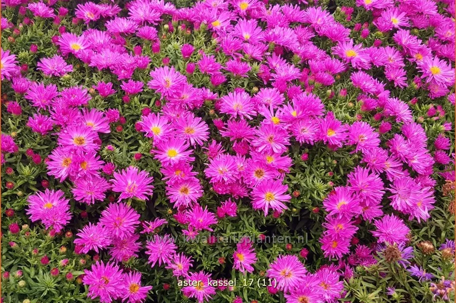 Aster dumosus 'Kassel'