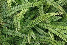 Asplenium trichomanes