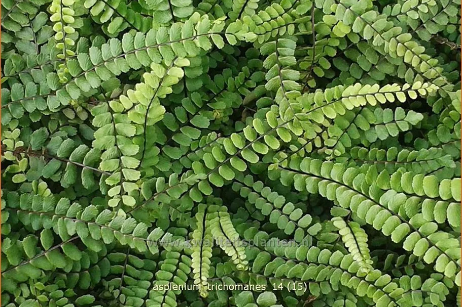 Asplenium trichomanes