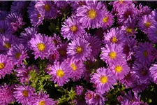 Aster dumosus 'Kassel'
