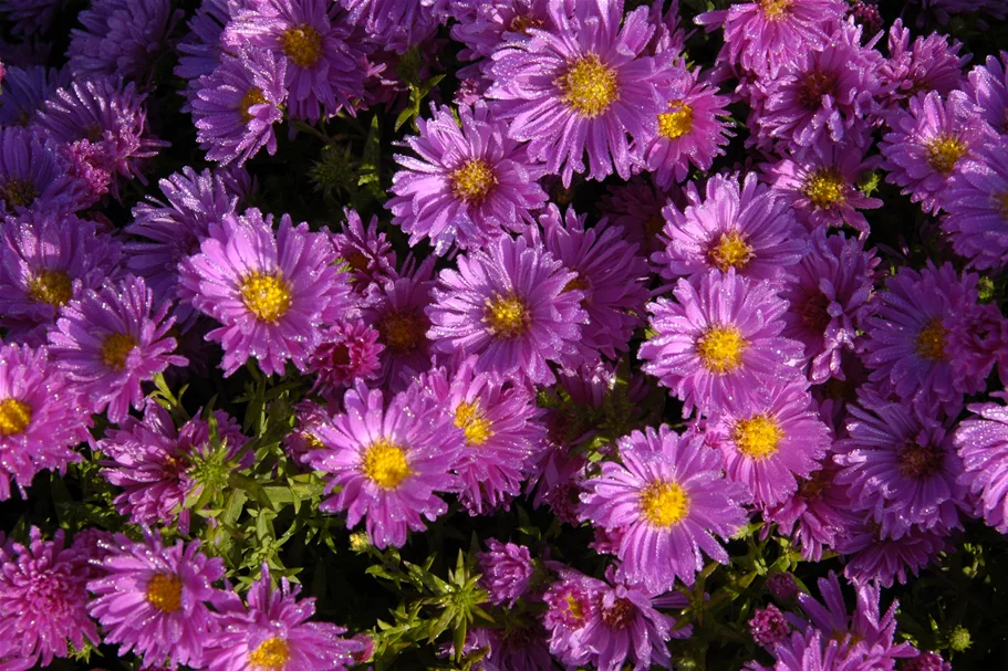 Aster dumosus 'Kassel'