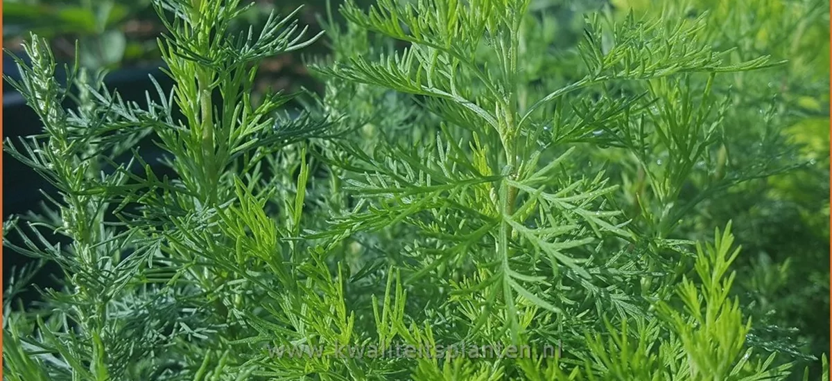 Artemisia abrotanum 'Citrina'