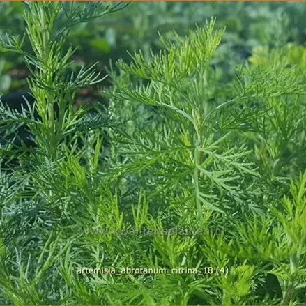 Artemisia abrotanum 'Citrina'