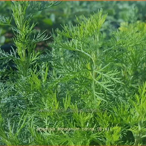 Artemisia abrotanum 'Citrina'