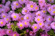 Aster alpinus 'Happy End'