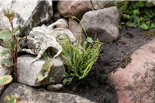 Asplenium trichomanes