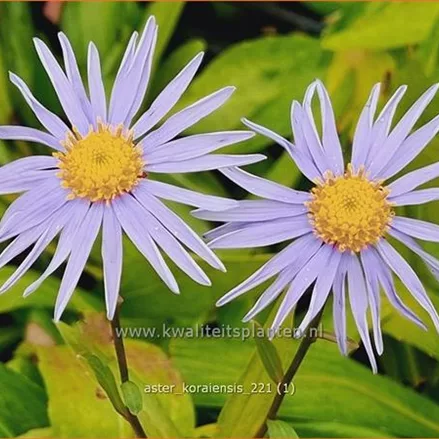 Aster koraiensis