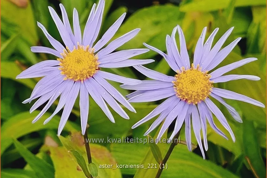 Aster koraiensis