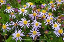 Aster ageratoides 'Adustus Nanus'