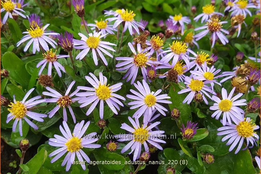 Aster ageratoides 'Adustus Nanus'