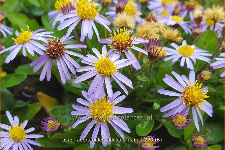 Aster ageratoides 'Adustus Nanus'