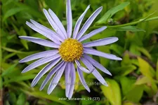Aster koraiensis