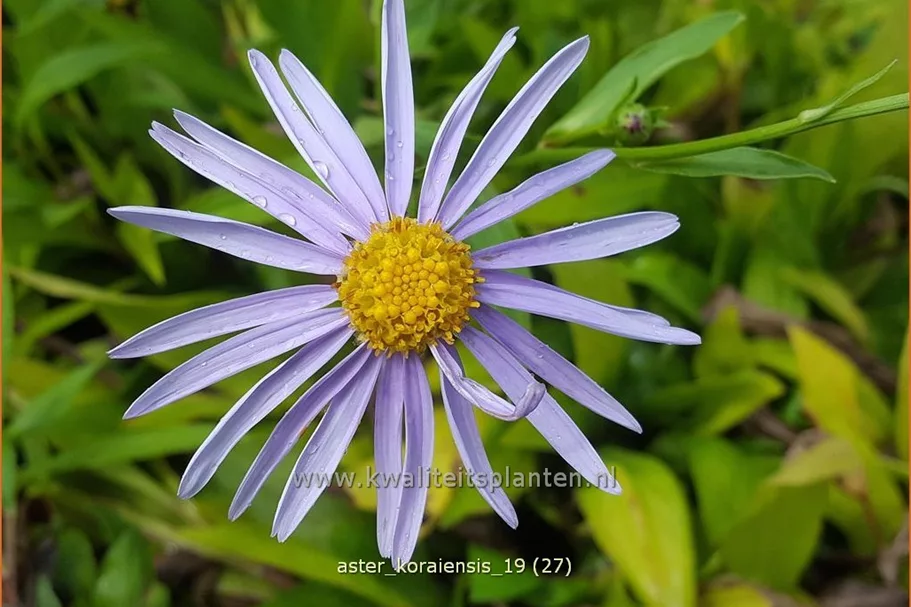 Aster koraiensis