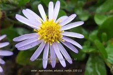 Aster ageratoides 'Adustus Nanus'