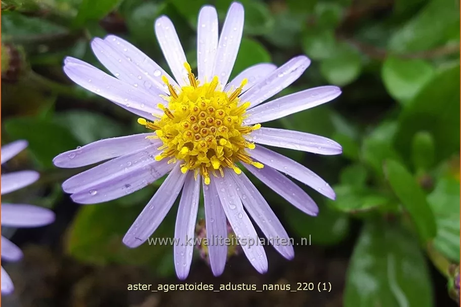 Aster ageratoides 'Adustus Nanus'