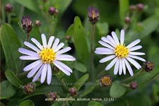 Aster ageratoides 'Adustus Nanus'