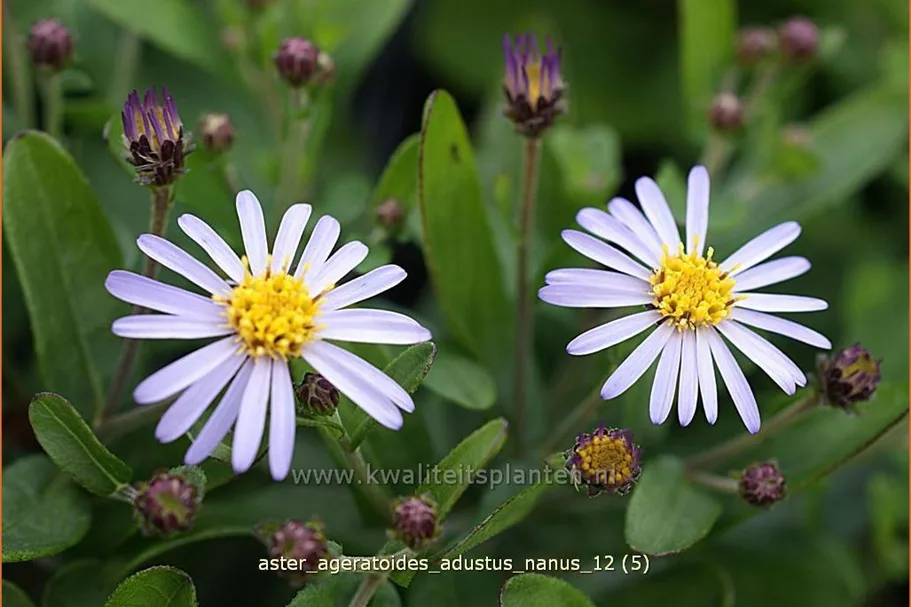 Aster ageratoides 'Adustus Nanus'