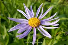 Aster koraiensis
