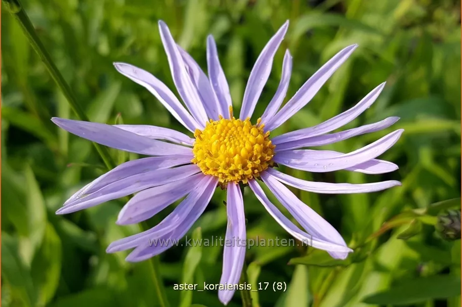 Aster koraiensis