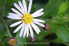 Aster ageratoides 'Adustus Nanus'