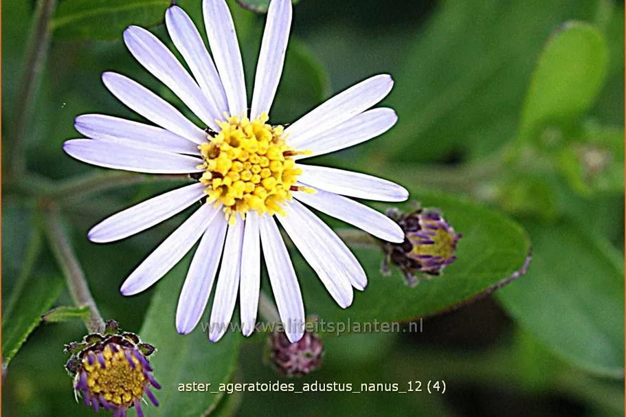 Aster ageratoides 'Adustus Nanus'