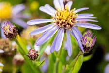 Aster ageratoides 'Adustus Nanus'
