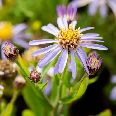 Aster ageratoides 'Adustus Nanus'