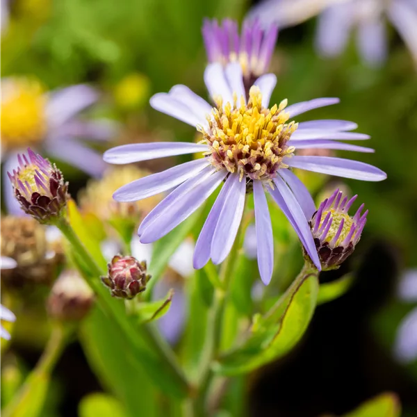 Aster ageratoides 'Adustus Nanus'
