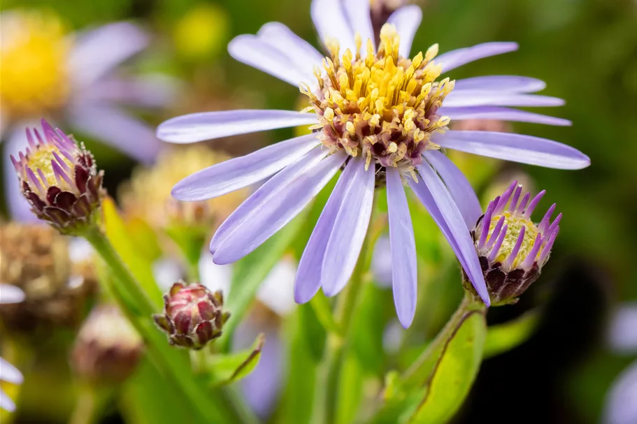 Aster ageratoides 'Adustus Nanus'