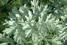Artemisia absinthium