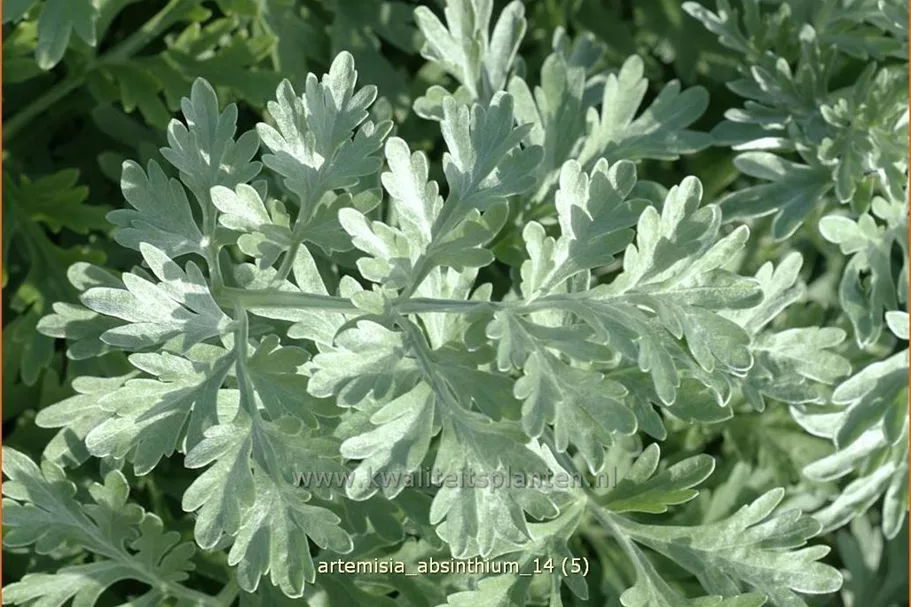 Artemisia absinthium