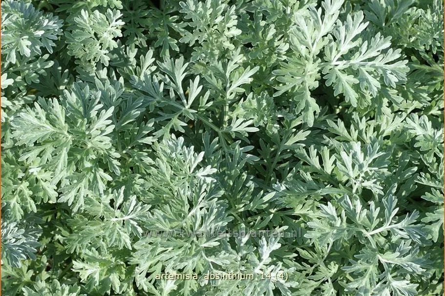 Artemisia absinthium