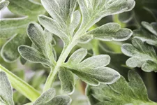 Artemisia absinthium