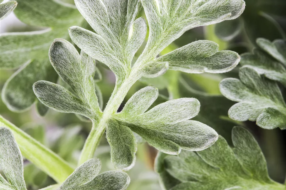 Artemisia absinthium