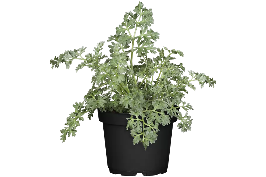 Artemisia absinthium