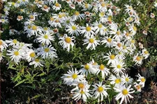 Aster dumosus 'Kristina'