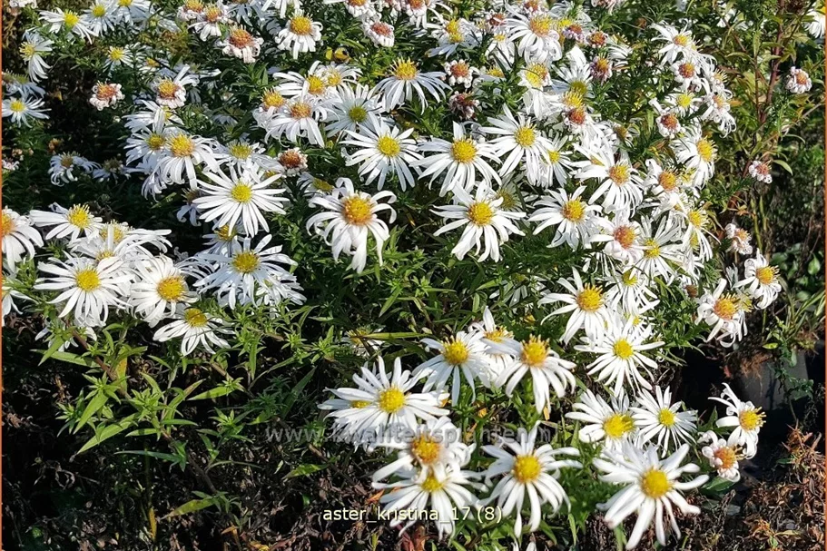Aster dumosus 'Kristina'