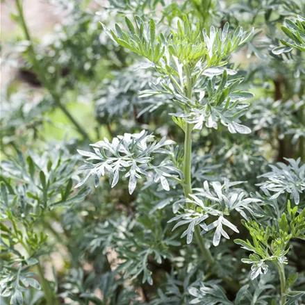 Artemisia arborescens 'Little Mice'