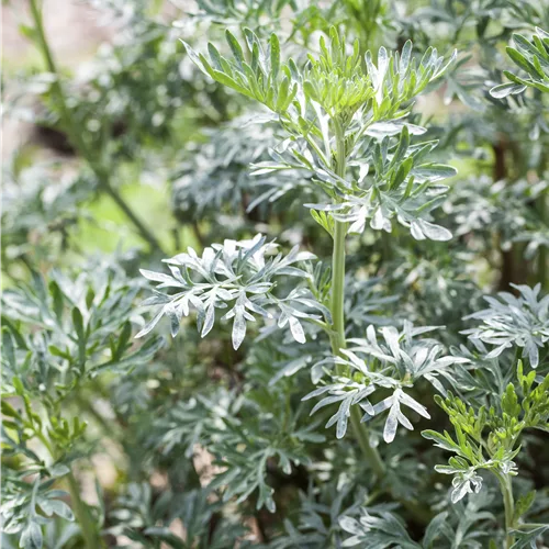 Artemisia arborescens 'Little Mice'