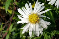 Aster dumosus 'Kristina'