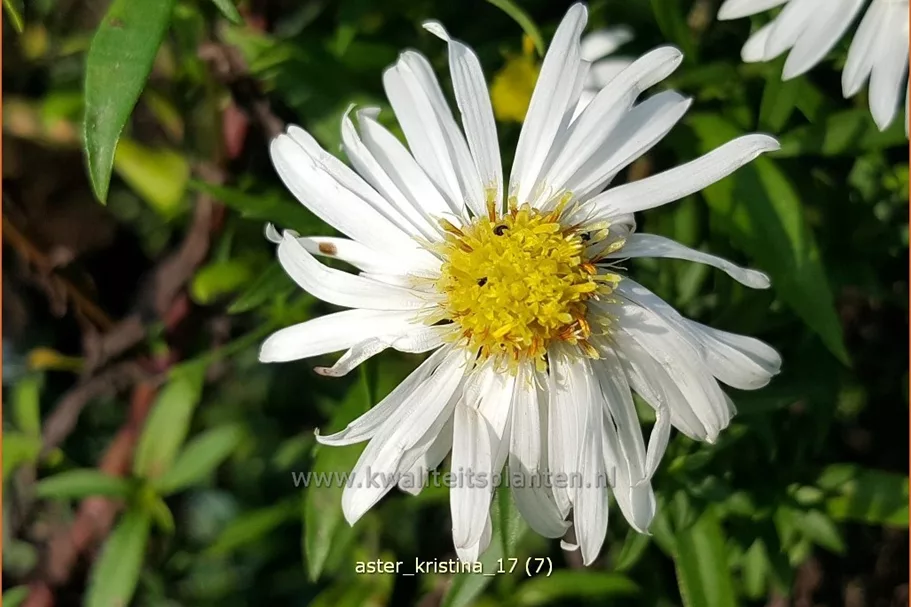 Aster dumosus 'Kristina'