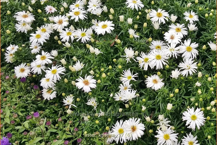 Aster dumosus 'Kristina'