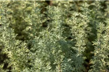 Artemisia absinthium