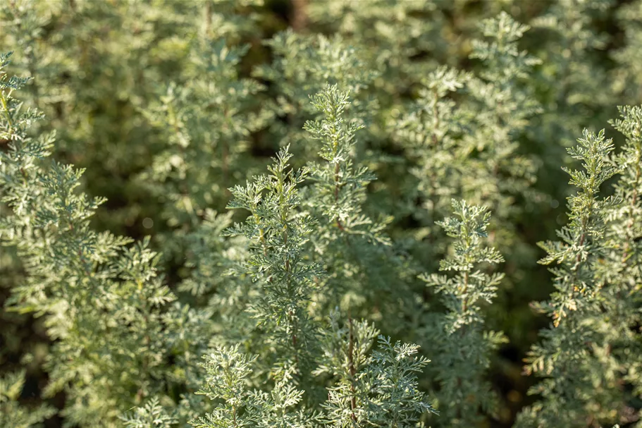 Artemisia absinthium